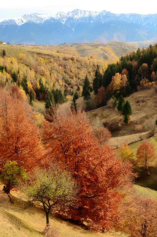 Samedru Hotel Măgura Екстериор снимка